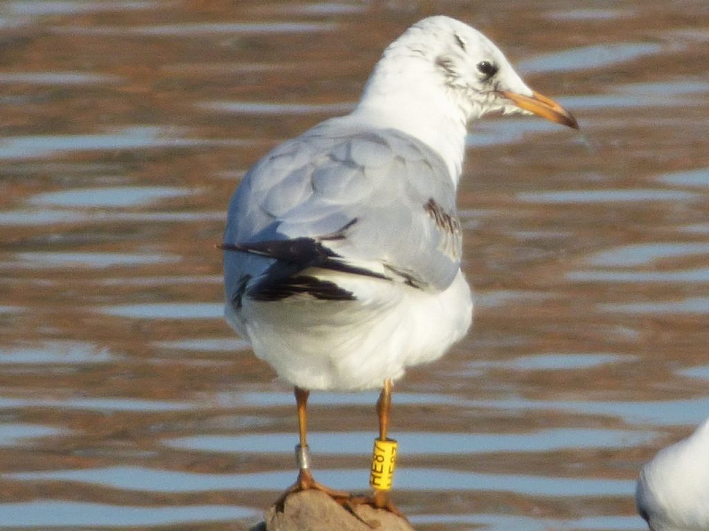 Gabbiano comune con anello ungherese